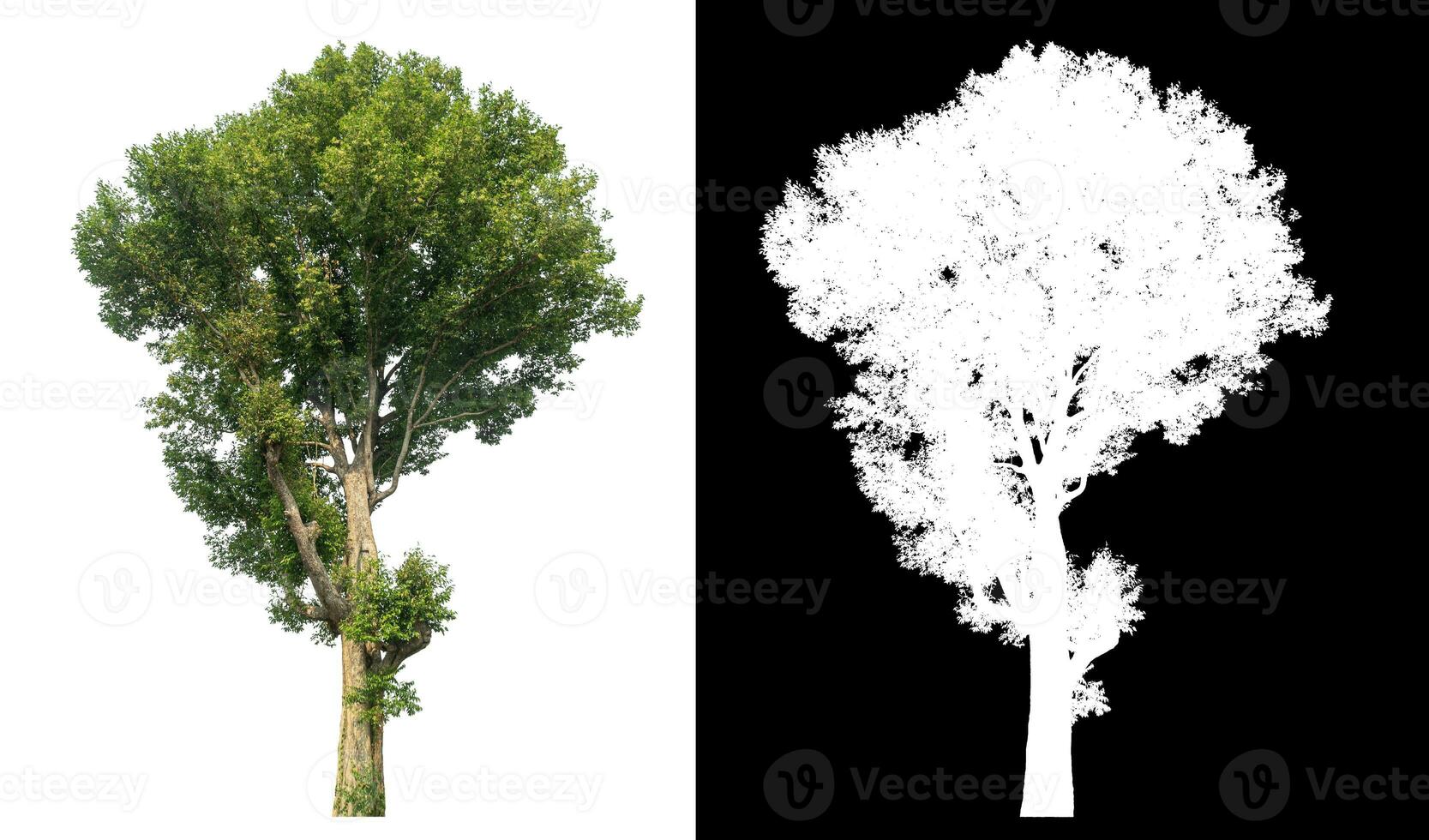 Isolated single green tree with clipping path and alpha channel on black background. photo