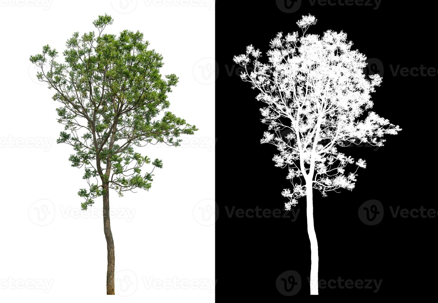 Isolated single green tree with clipping path and alpha channel on black background. photo