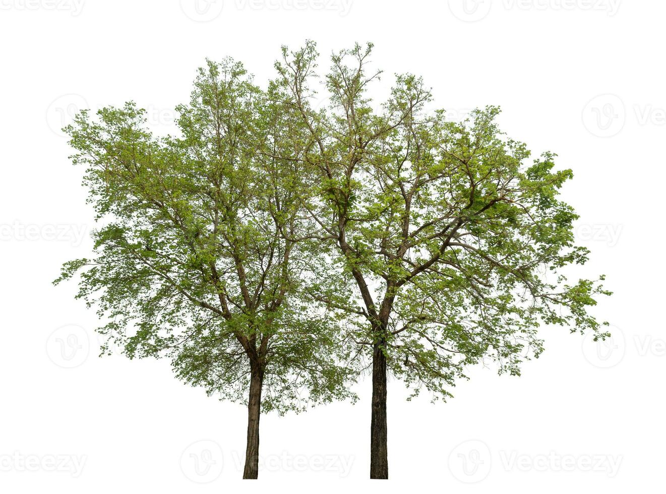 Green tree isolated on white background. photo