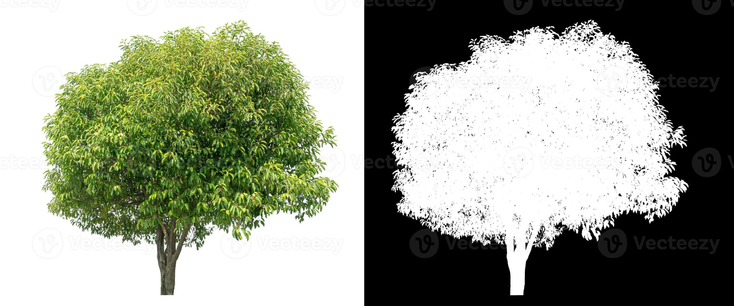 Isolated green tree with clipping path and alpha channel on black background. photo