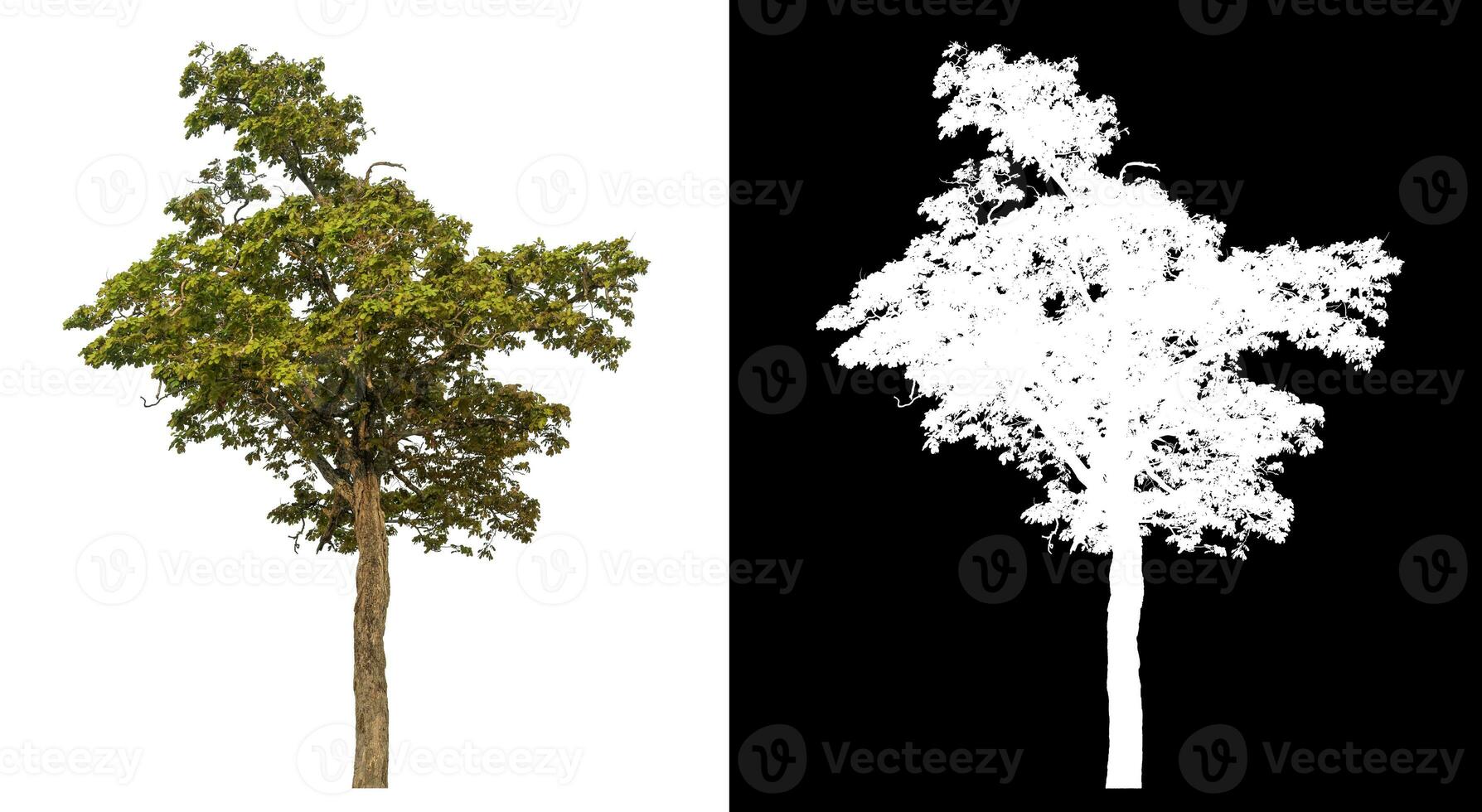 Isolated single tree with clipping path and alpha channel on black background. photo