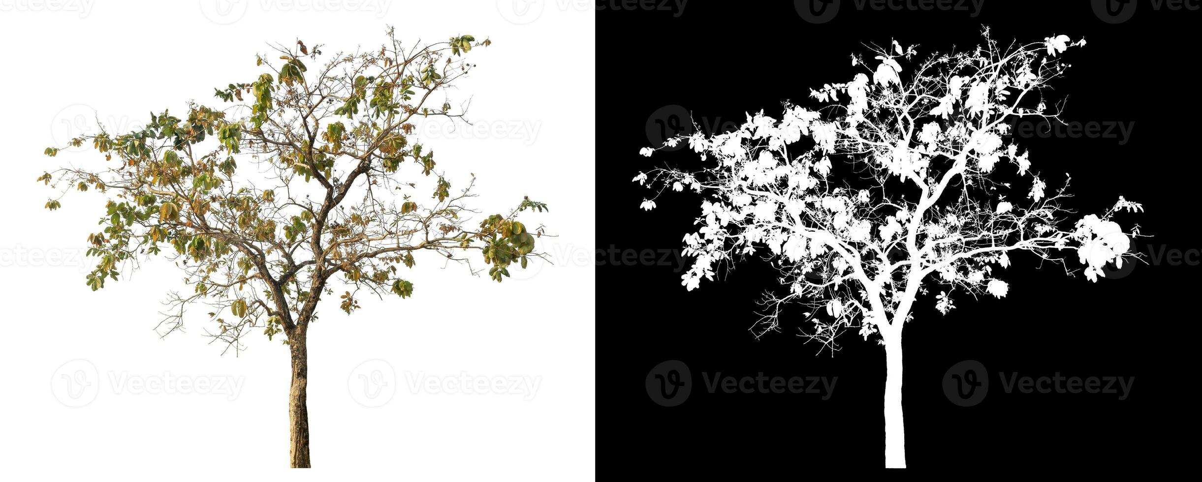 Isolated single tree with clipping path and alpha channel on black background. photo