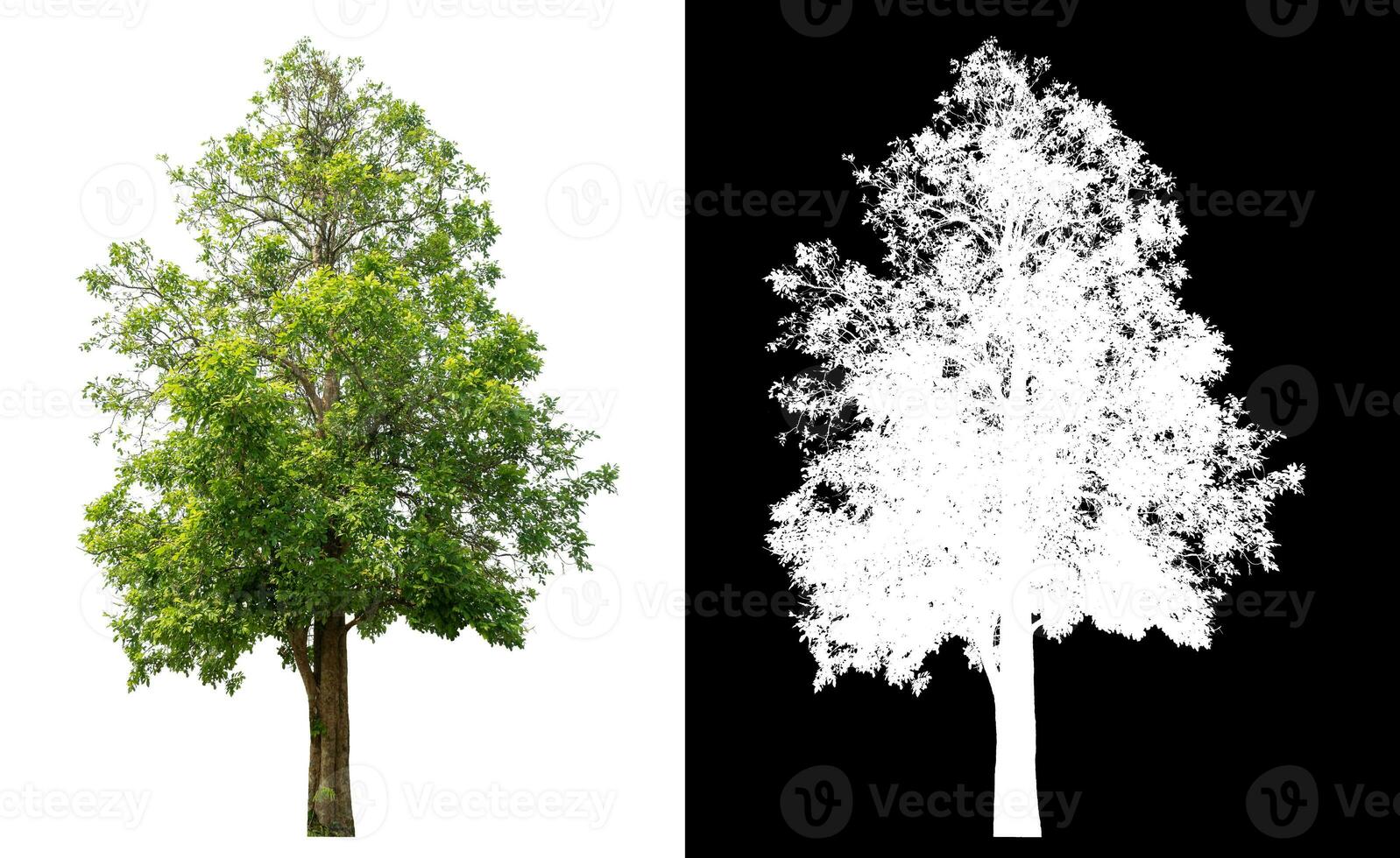 Single tree with clipping path and alpha channel on black background. photo