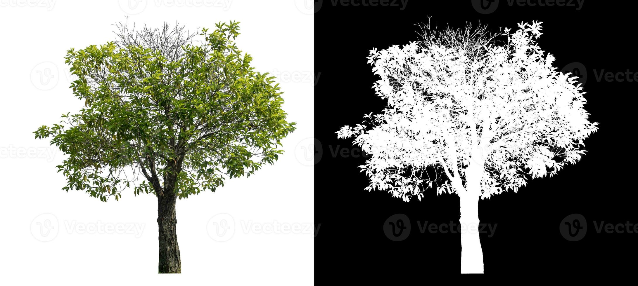 Isolated green tree with clipping path and alpha channel on black background. photo