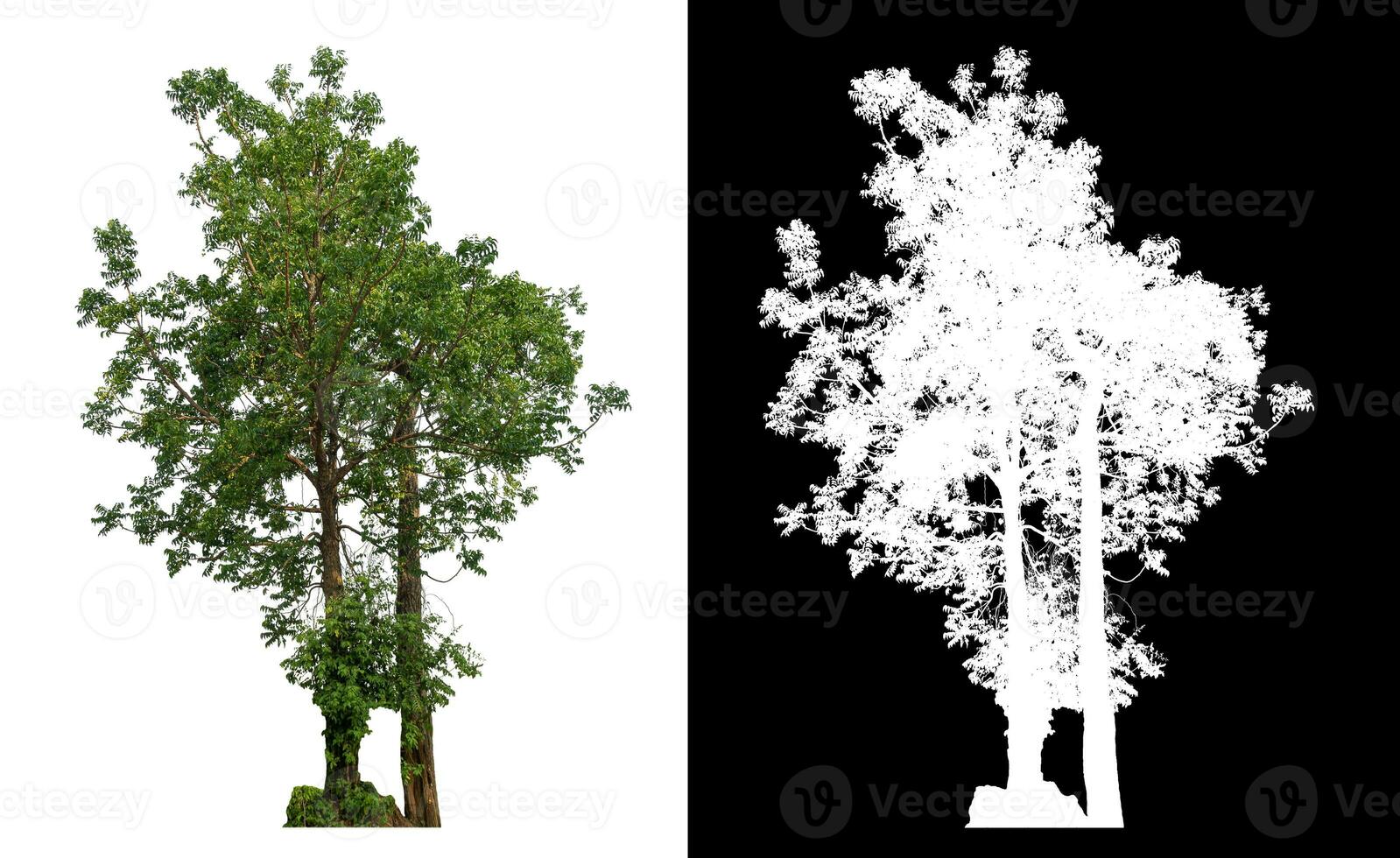 Single tree with clipping path and alpha channel on black background. photo