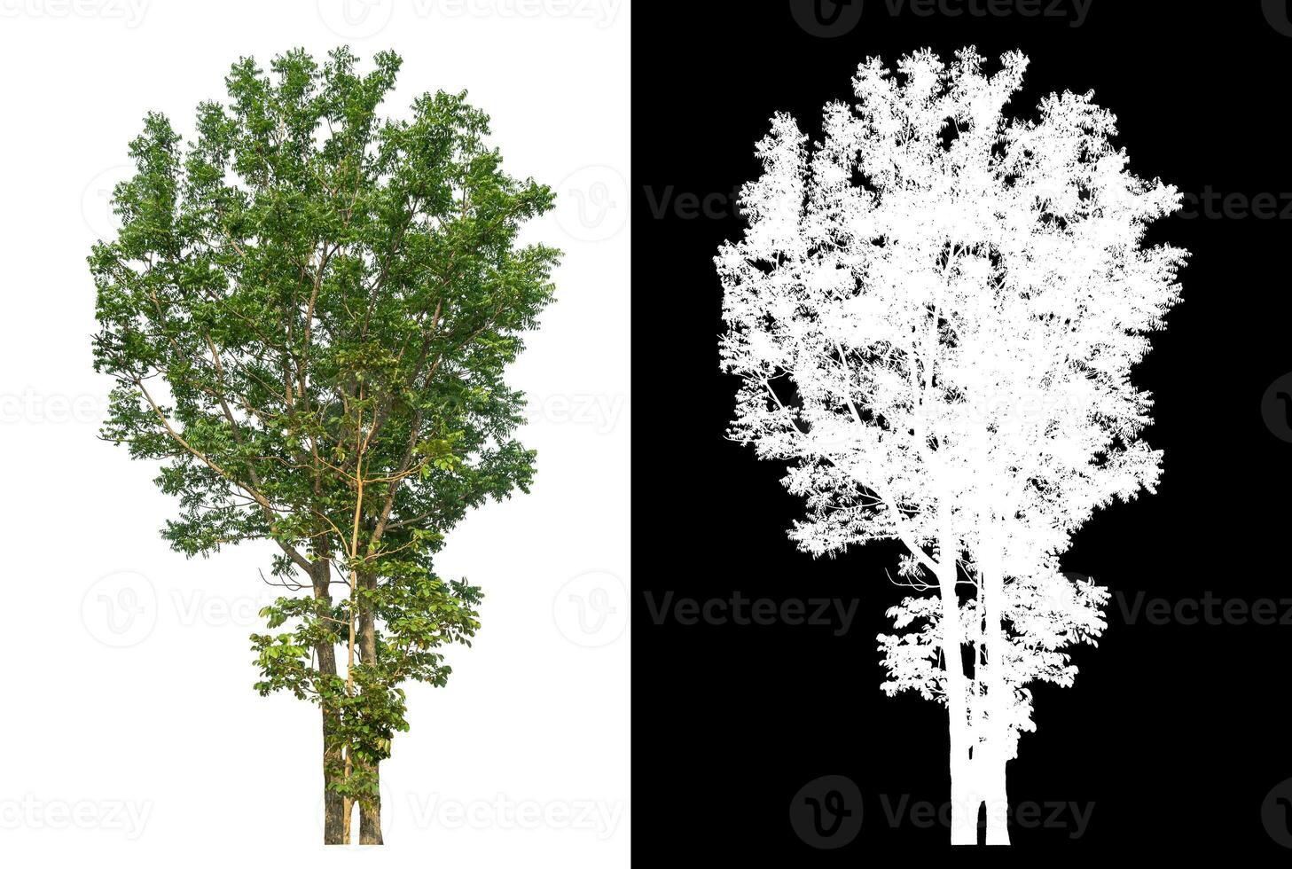 Isolated green tree with clipping path and alpha channel on black background. photo