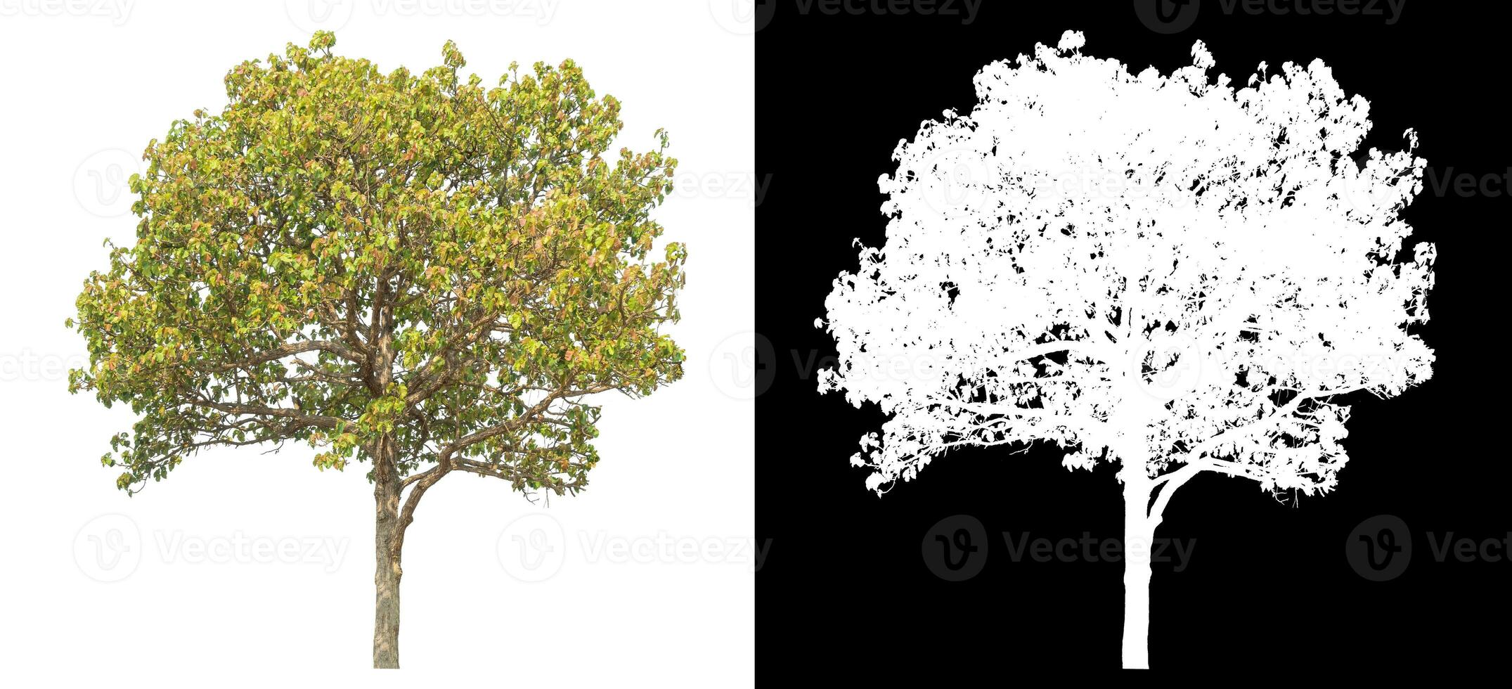 Single tree with clipping path and alpha channel on black background. photo