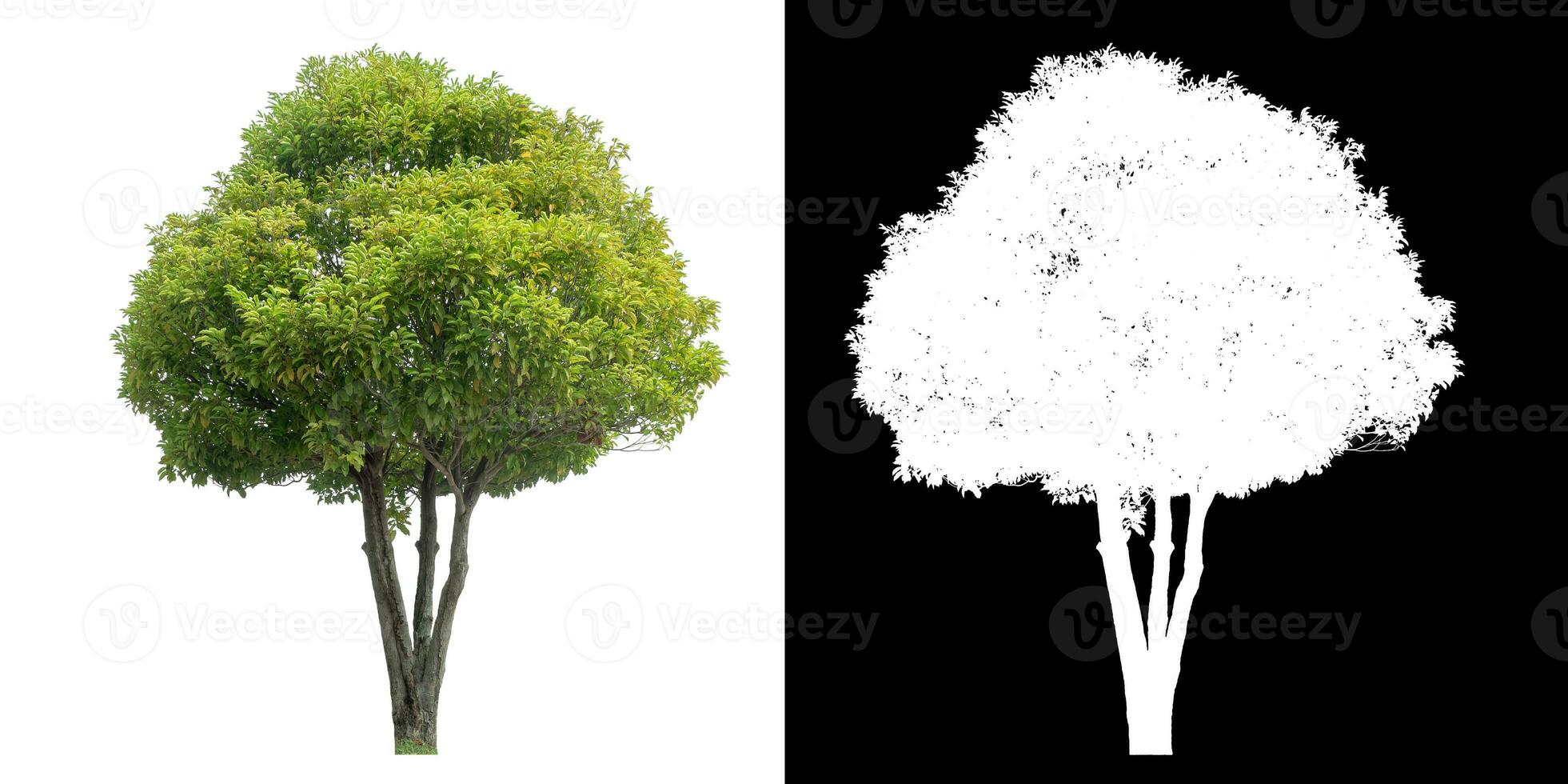 Isolated green tree with clipping path and alpha channel on black background. photo