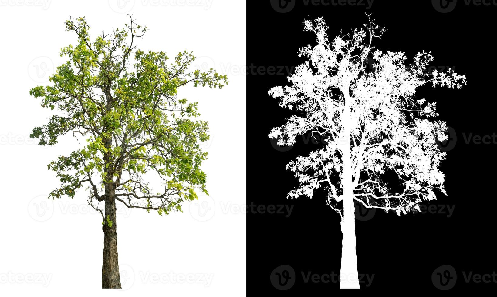 Isolated single green tree with clipping path and alpha channel on black background. photo