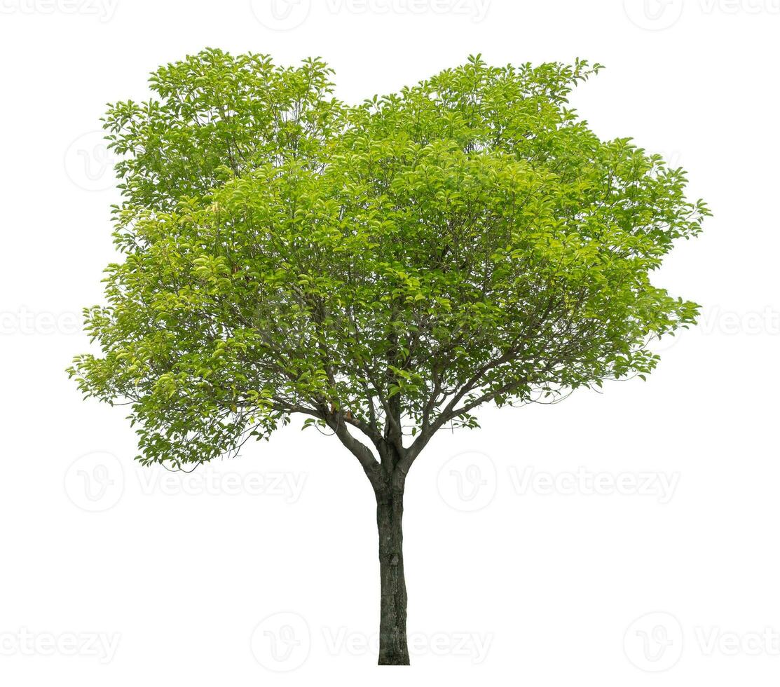 Green tree isolated on white background. photo