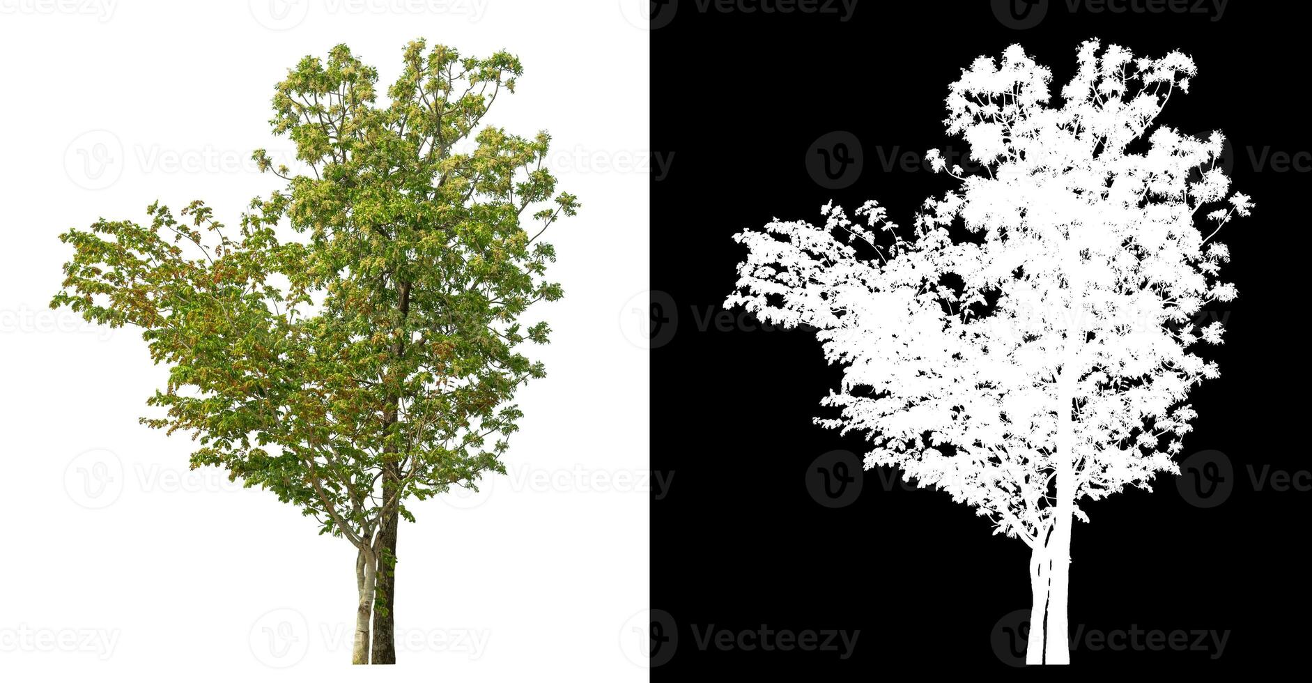 Isolated single tree with clipping path and alpha channel on black background. photo