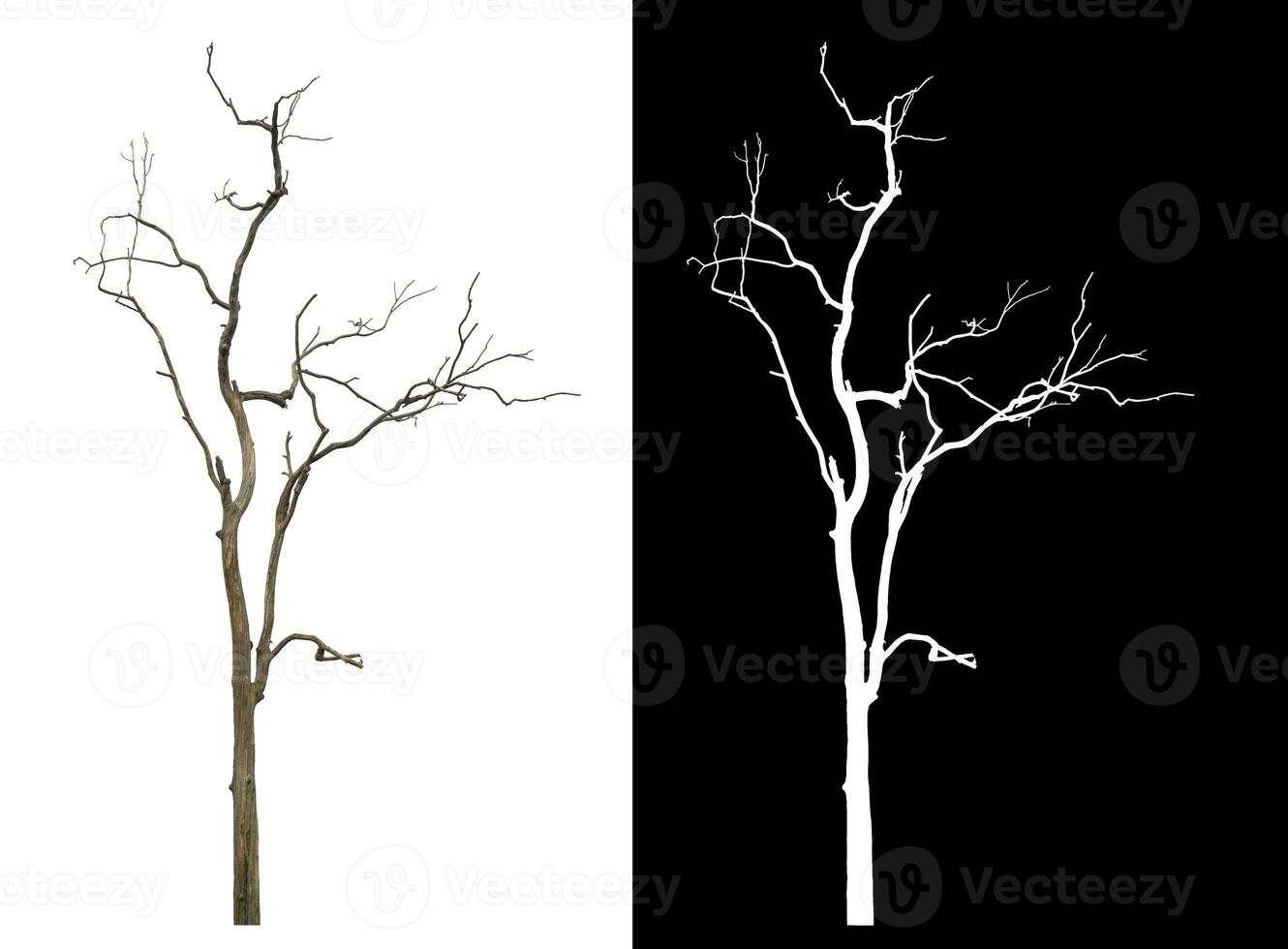 Isolated dead tree with clipping path and alpha channel on black background. photo