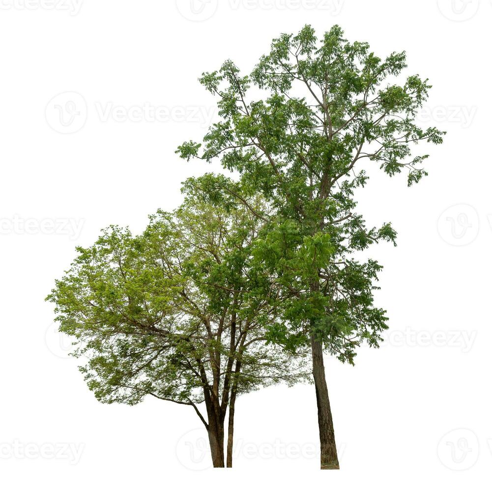 Green tree isolated on white background. photo
