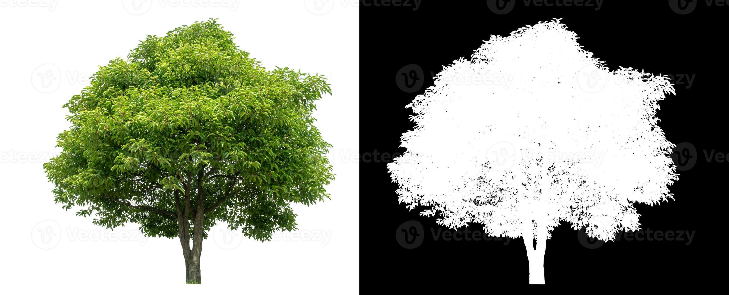 Isolated green tree with clipping path and alpha channel on black background. photo