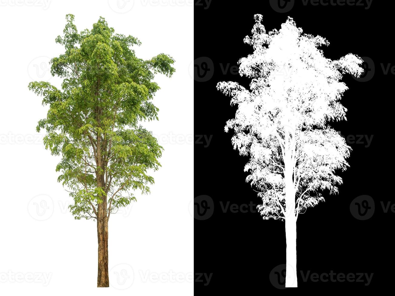 Isolated single tree with clipping path and alpha channel on black background. photo