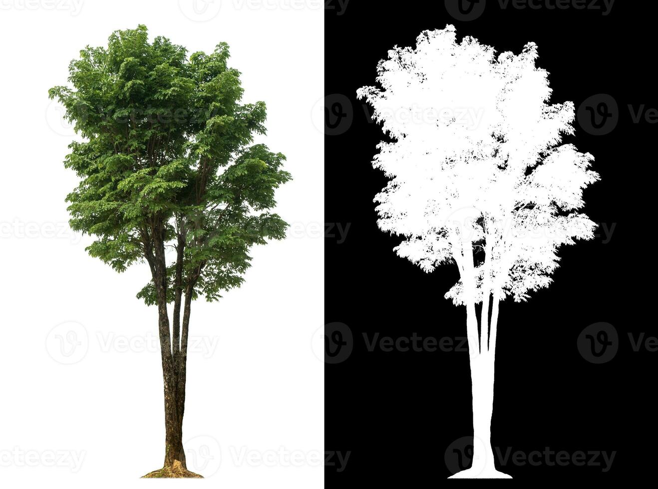 Isolated single green tree with clipping path and alpha channel on black background. photo