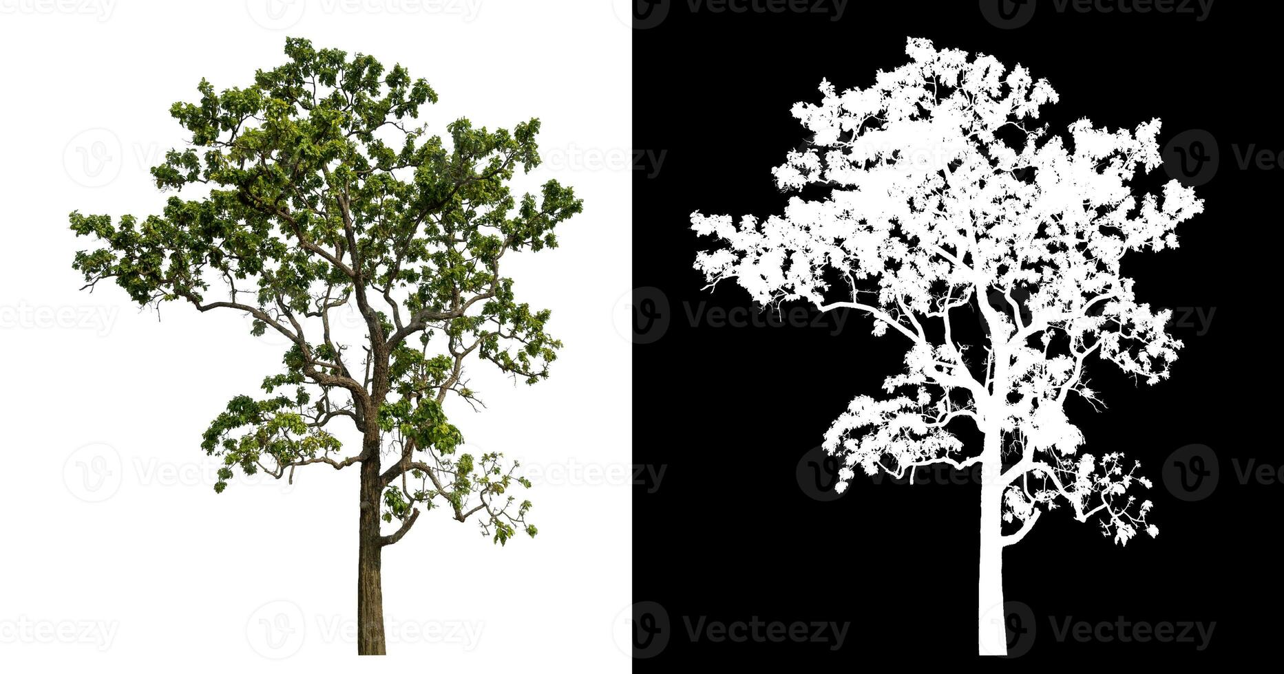 Isolated single tree with clipping path and alpha channel on black background. photo