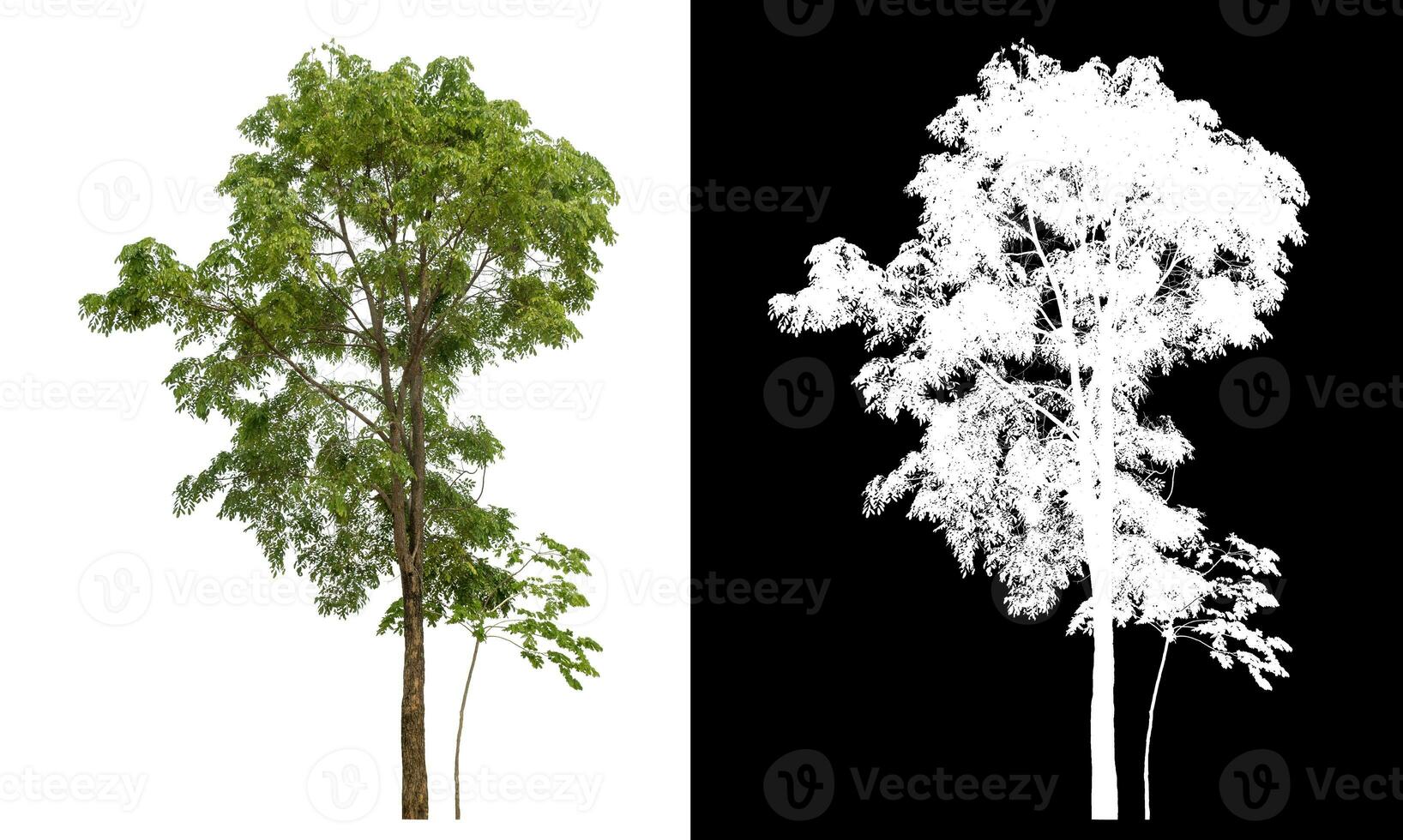 Isolated single tree with clipping path and alpha channel on black background. photo