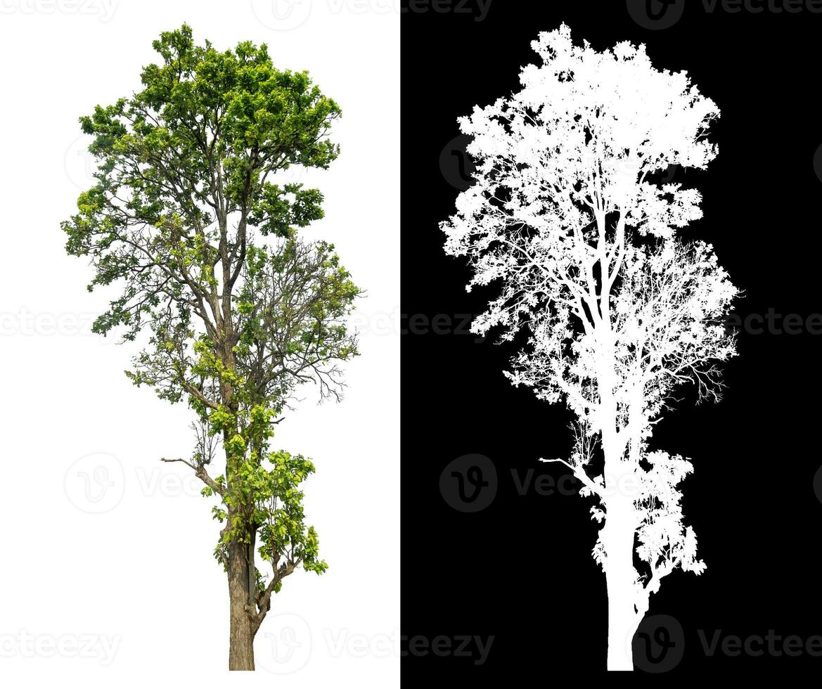 Isolated single green tree with clipping path and alpha channel on black background. photo