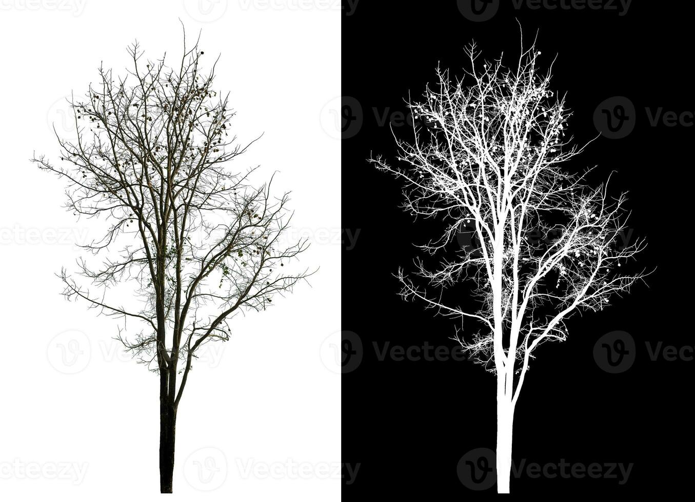 Isolated dead tree with clipping path and alpha channel on black background. photo