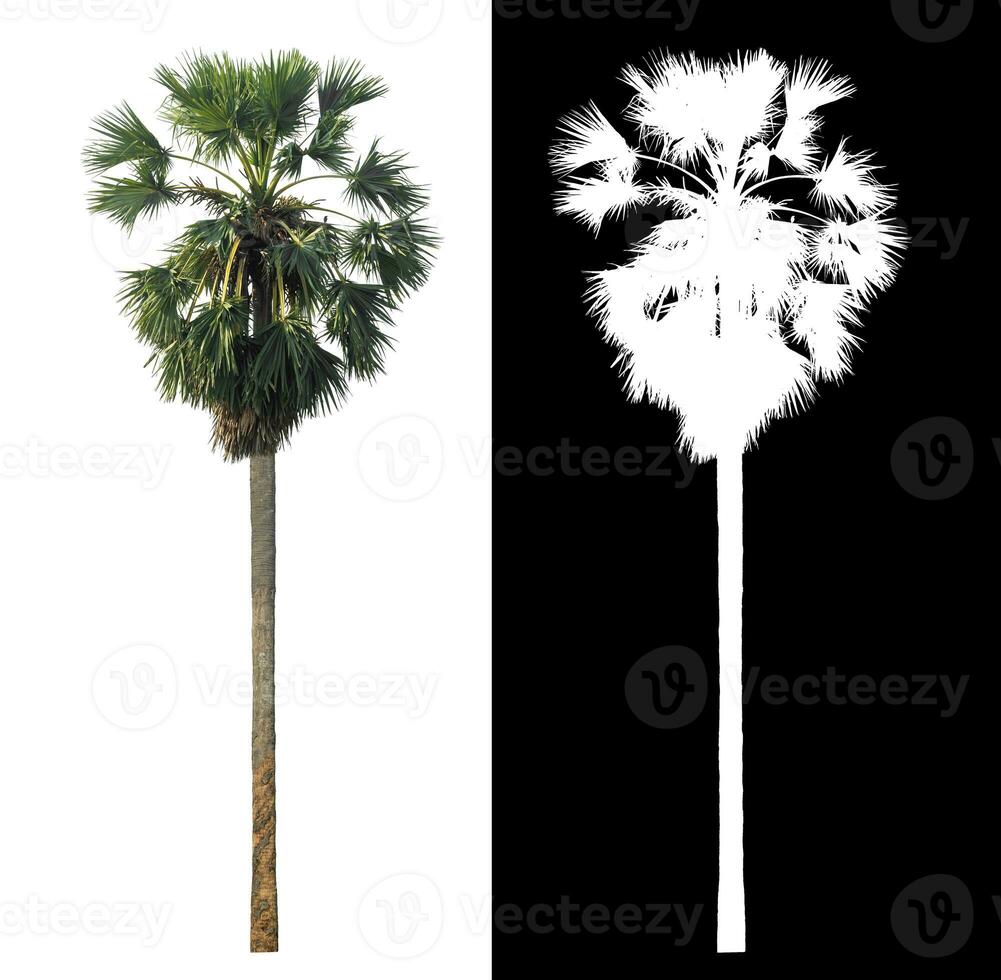 sugar palm with clipping path and alpha channel on black background. photo