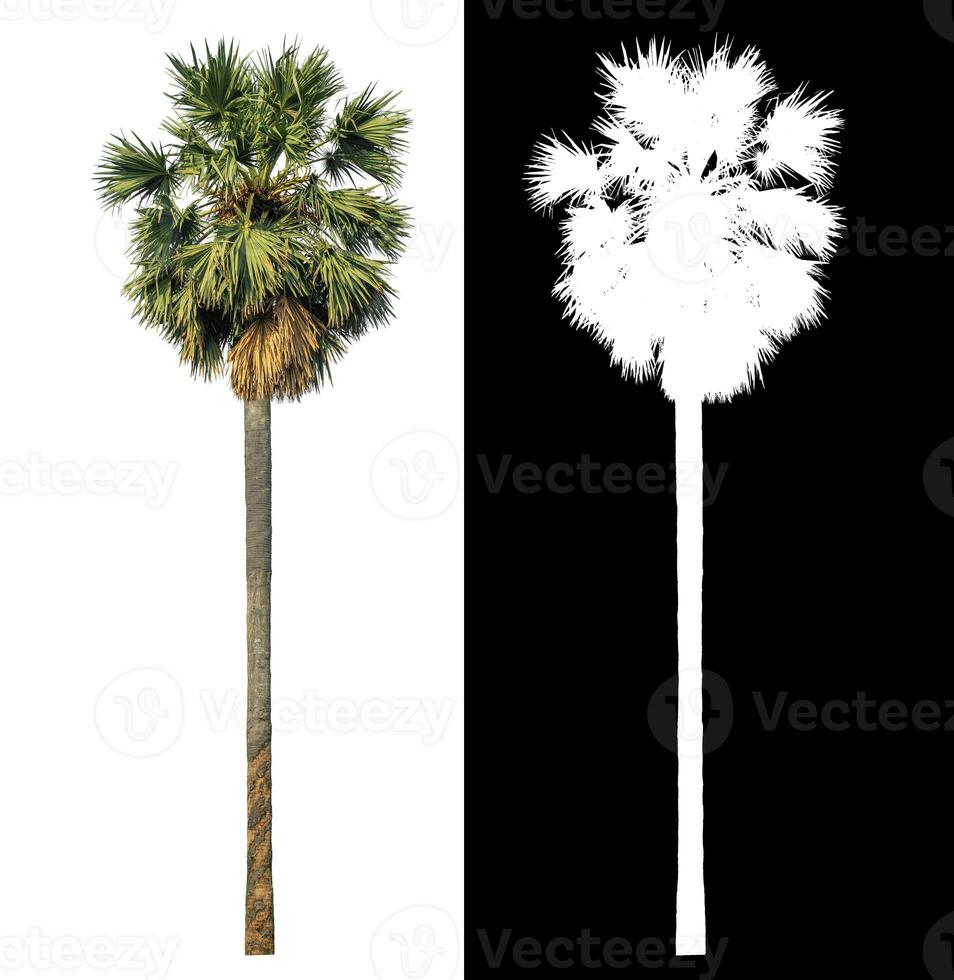 sugar palm with clipping path and alpha channel on black background. photo