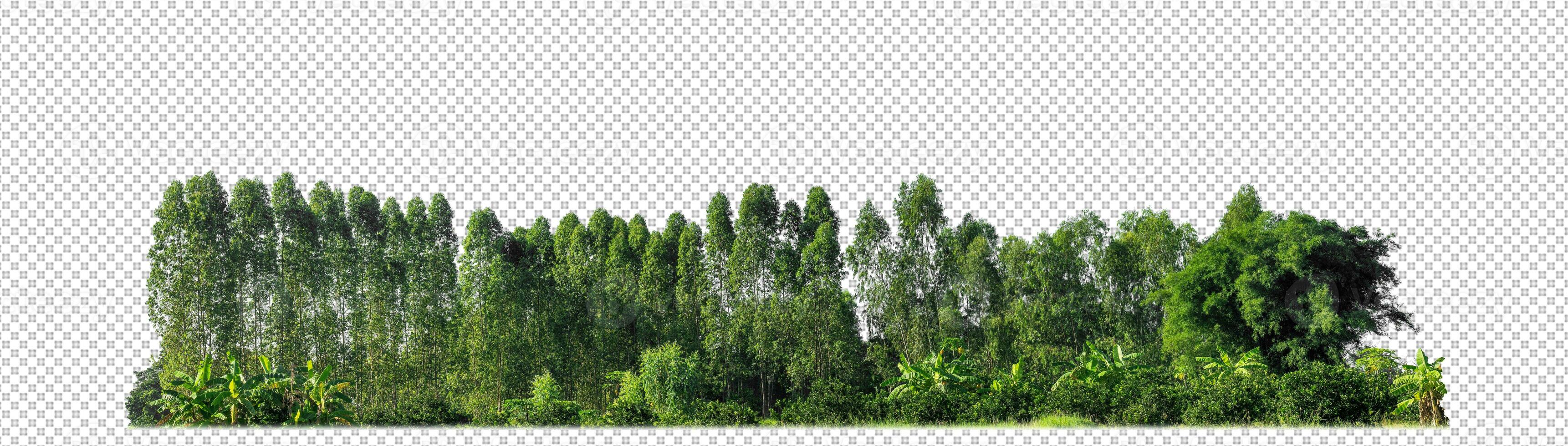 Green trees isolated on transparent background forest and summer foliage for both print and web with cut path and alpha channel photo