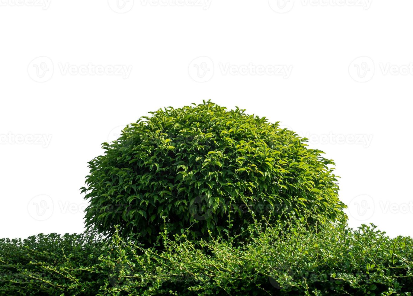 Shrubs isolated on white background with clipping path and alpha channel. photo