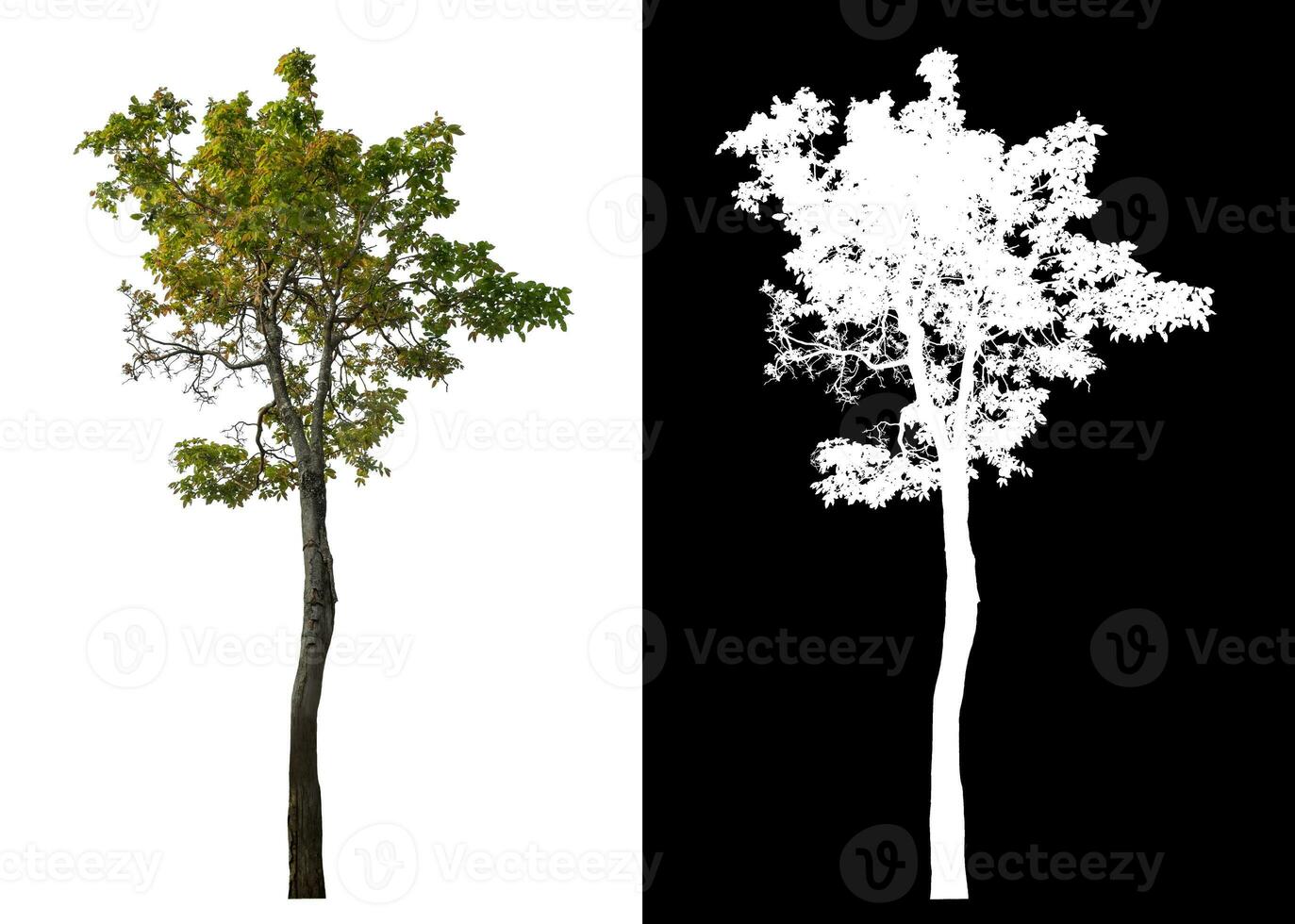 Isolated single tree with clipping path and alpha channel on black background. photo