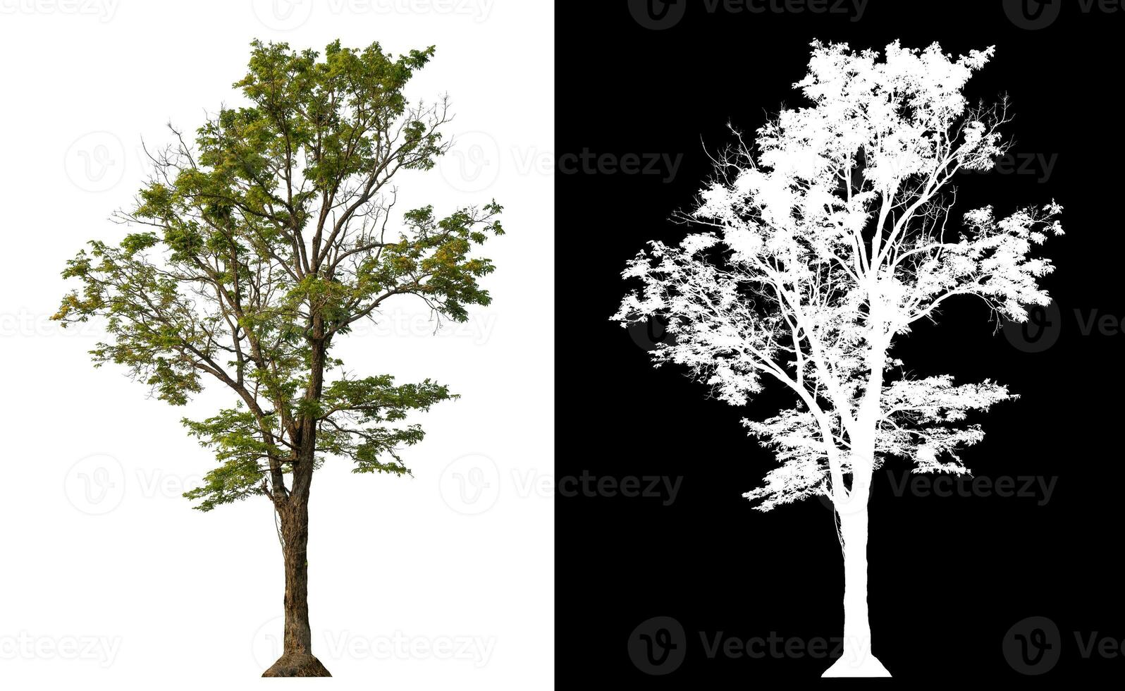 Isolated single tree with clipping path and alpha channel on black background. photo