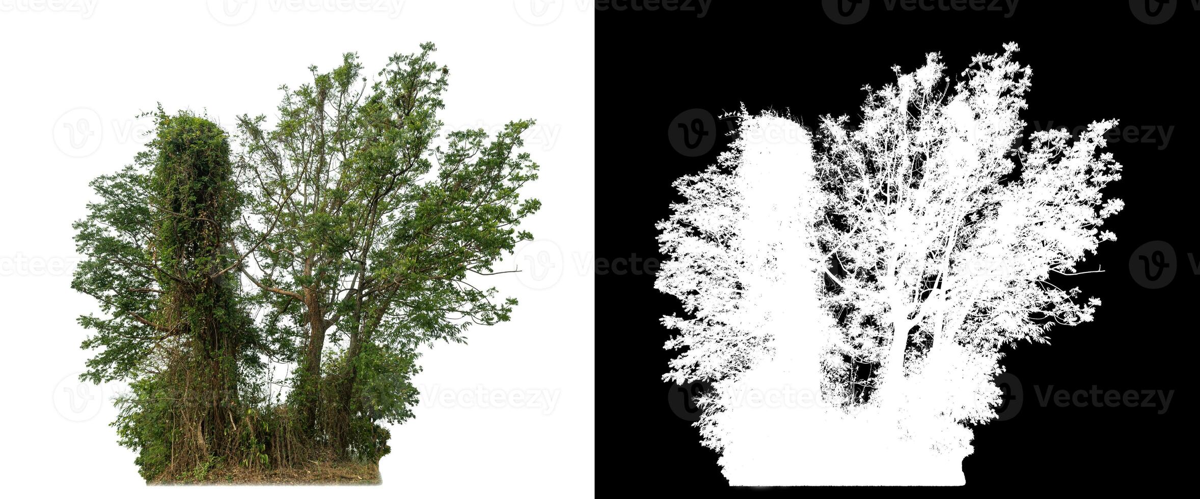 Isolated single tree with clipping path and alpha channel on black background. photo