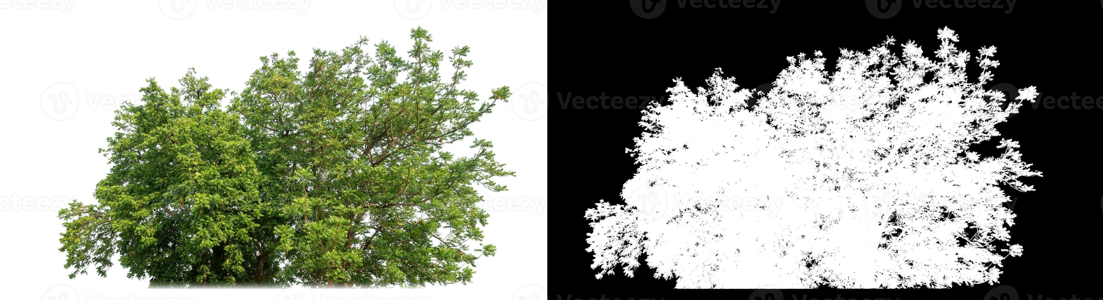 Single shrubs with clipping path and alpha channel on black background. photo