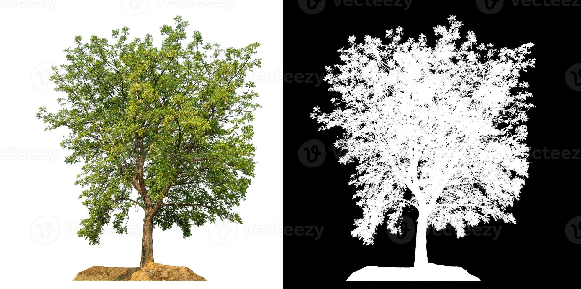 Isolated single green tree with clipping path and alpha channel on black background. photo