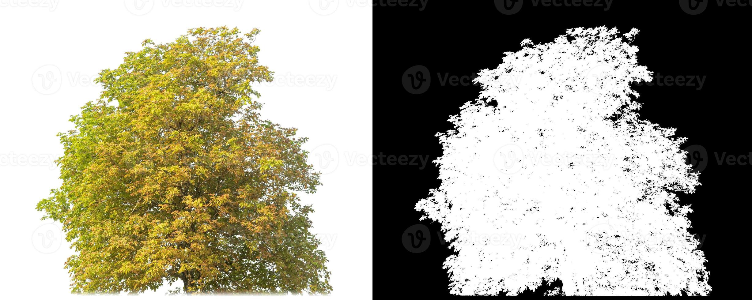 Shrubs isolated on white background with clipping path and alpha channel on black background. photo