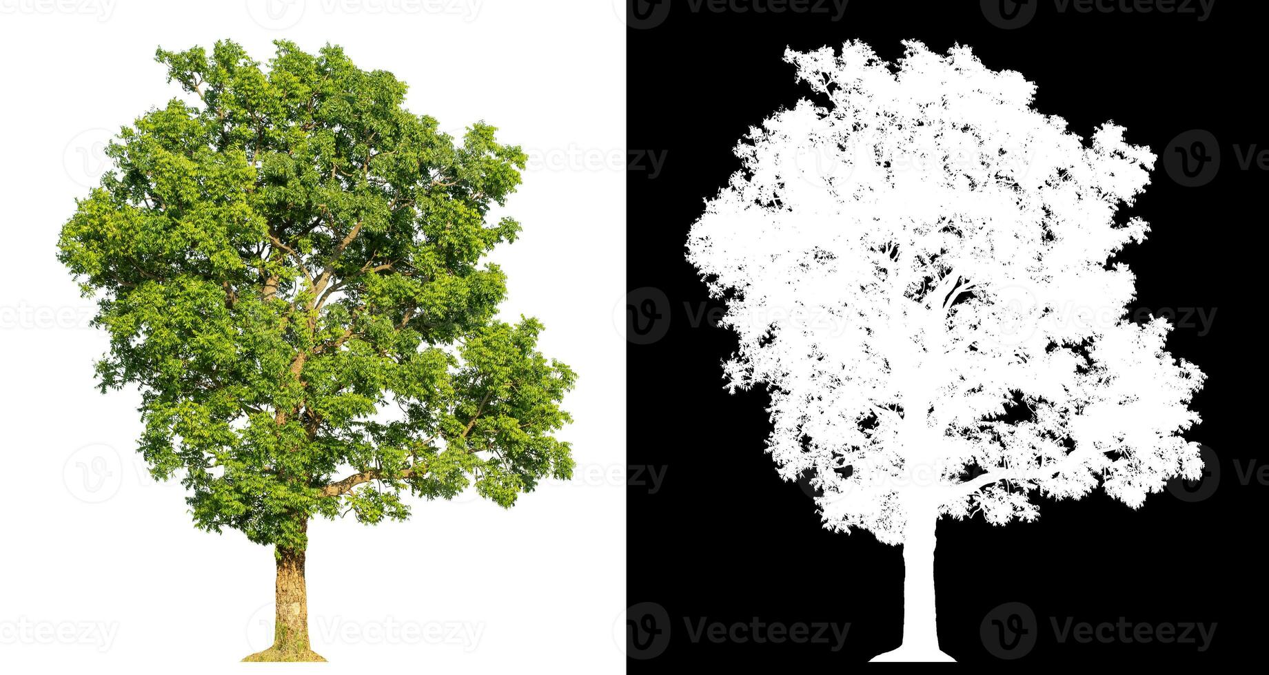 Isolated single tree with clipping path and alpha channel on black background. photo