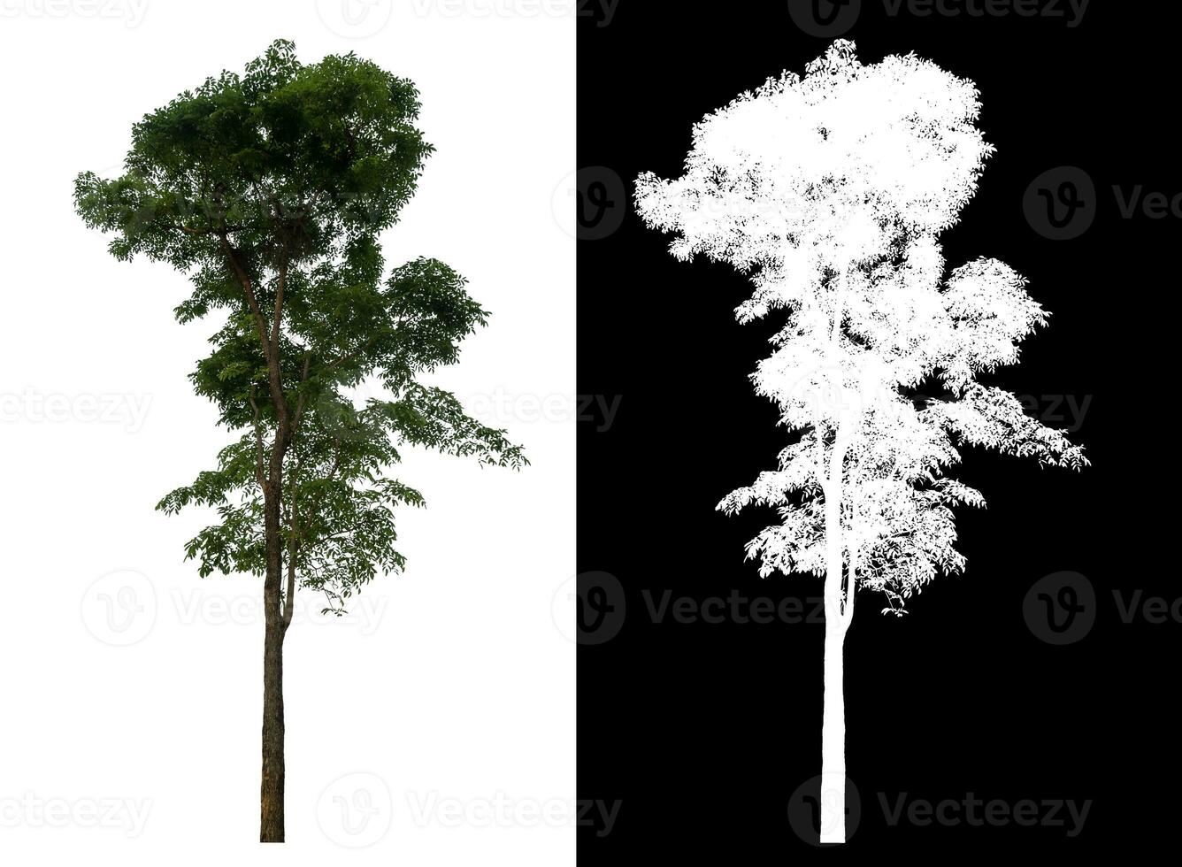 Isolated single tree with clipping path and alpha channel on black background. photo
