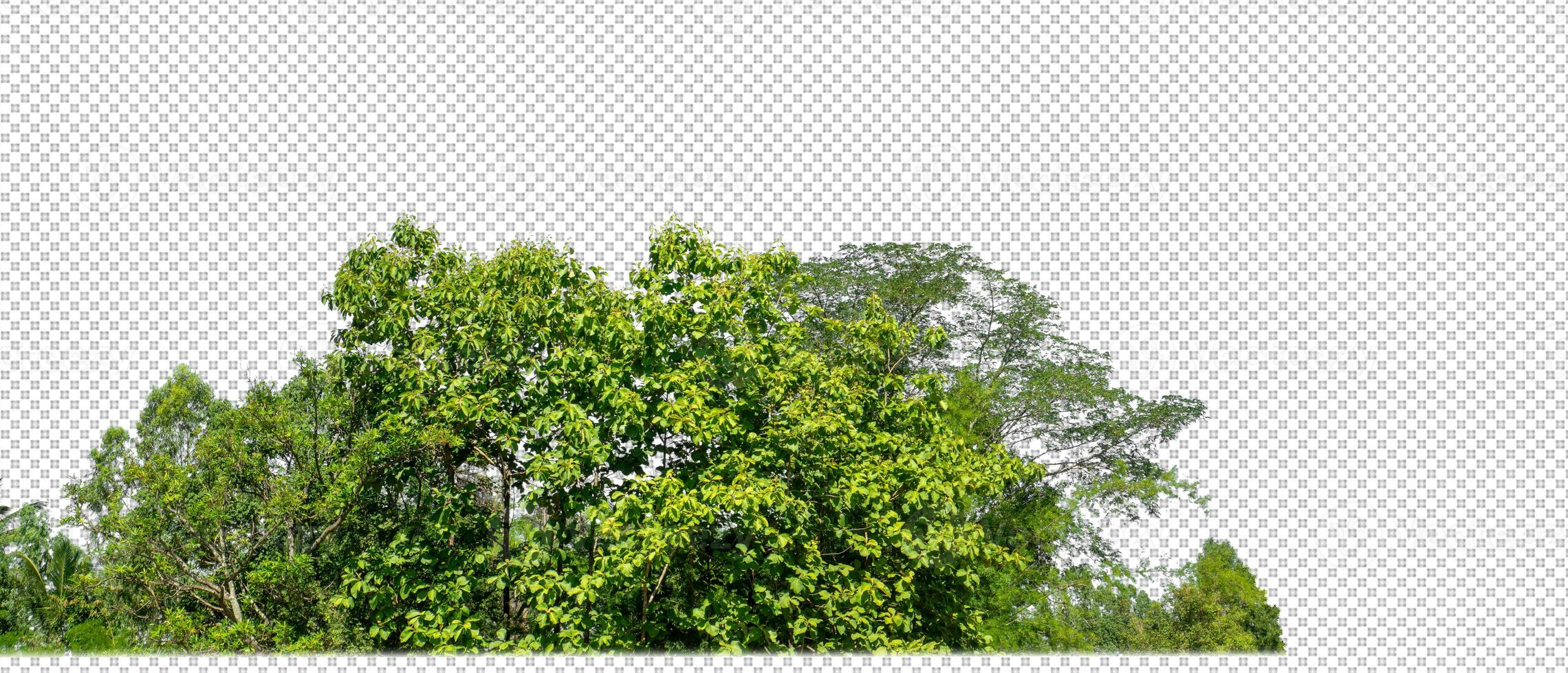 Green trees isolated on transparent background forest and summer foliage for both print and web with cut path and alpha channel photo