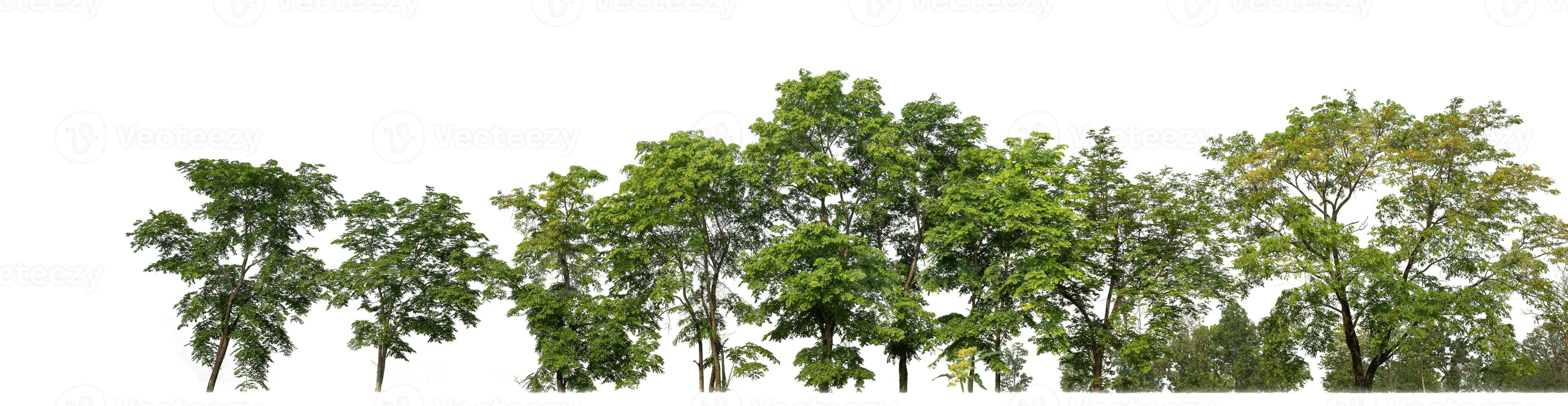 Green trees isolated on white background.are Forest and foliage in summer for both printing and web pageswith cut path and alpha channel photo