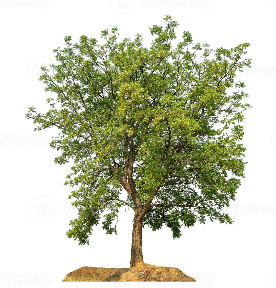 Green tree isolated on white background. photo