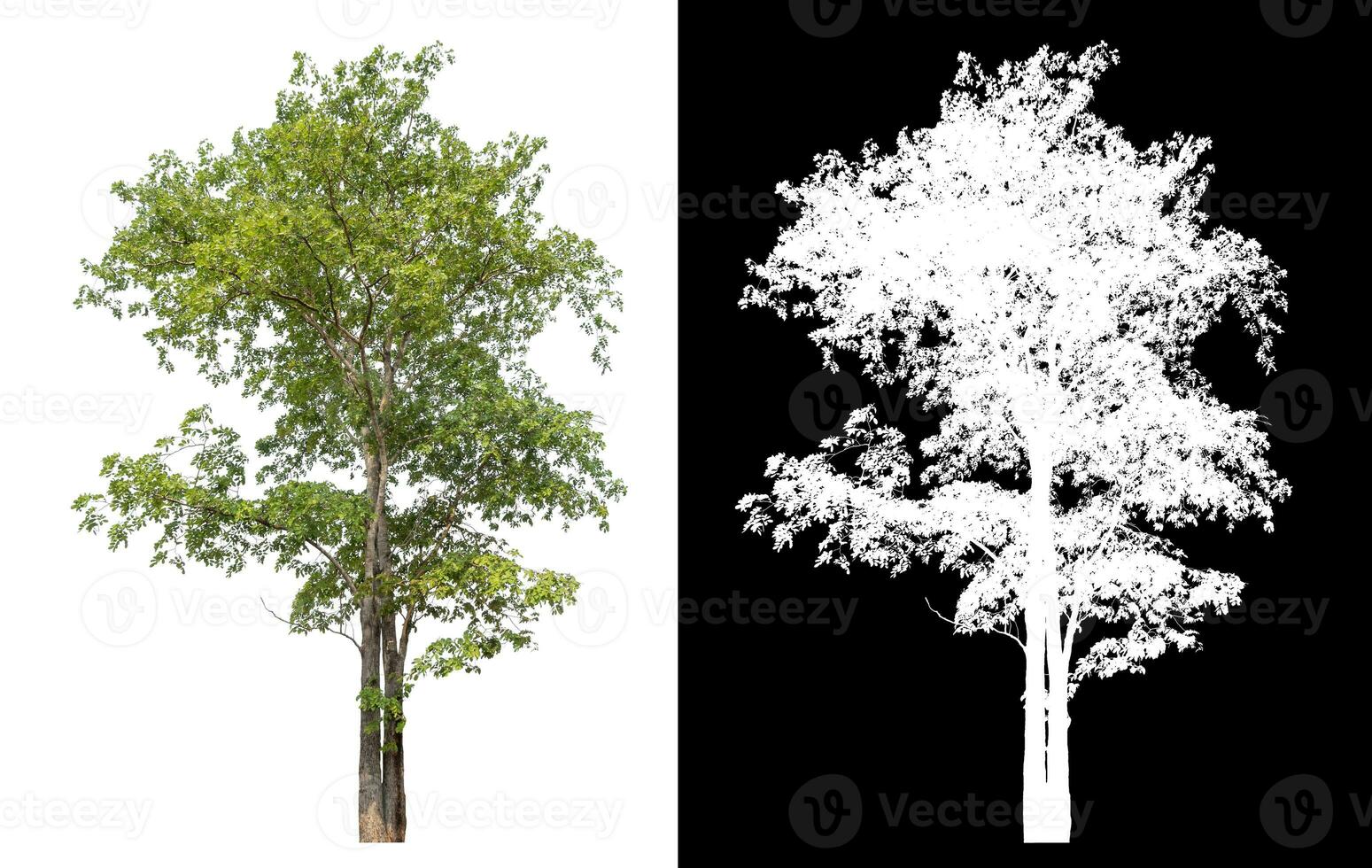 Isolated single tree with clipping path and alpha channel on black background. photo