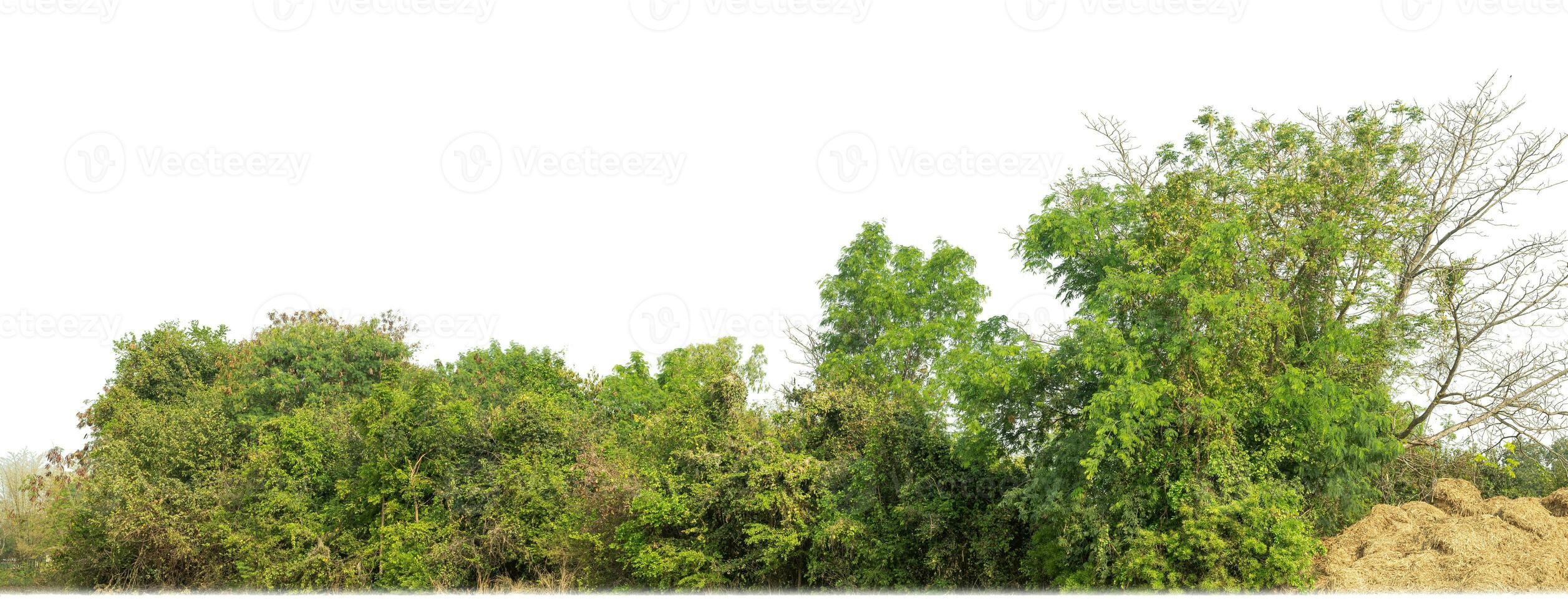 Green Trees isolated on white background.are Forest and foliage in summer for both printing and web pages with cut path and alpha channel photo