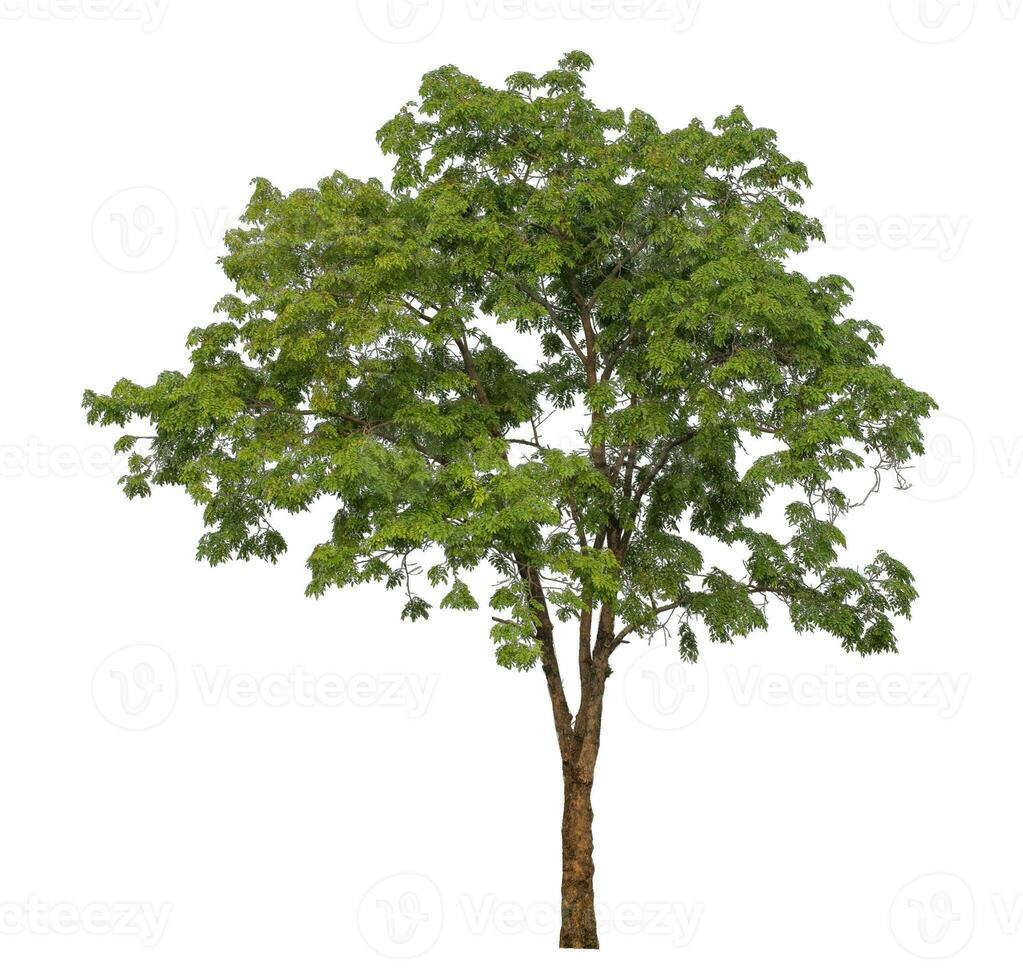 Green tree isolated on white background. photo