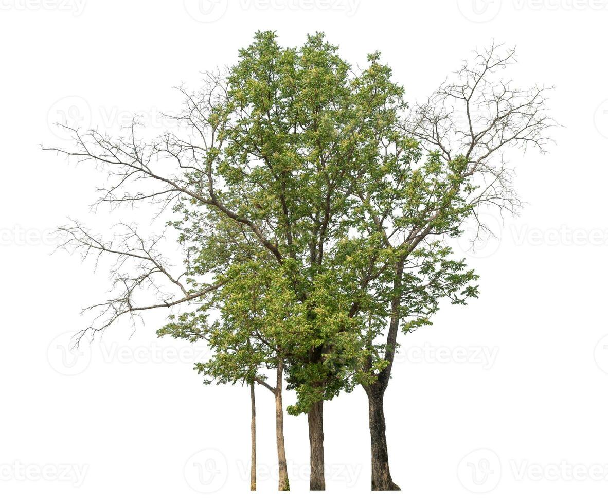 Green tree isolated on white background. photo