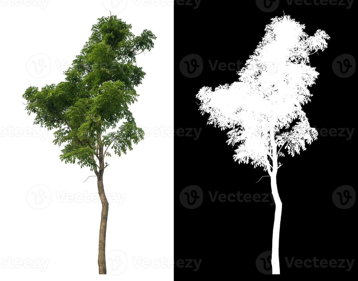 Single tree with clipping path and alpha channel on black background. photo