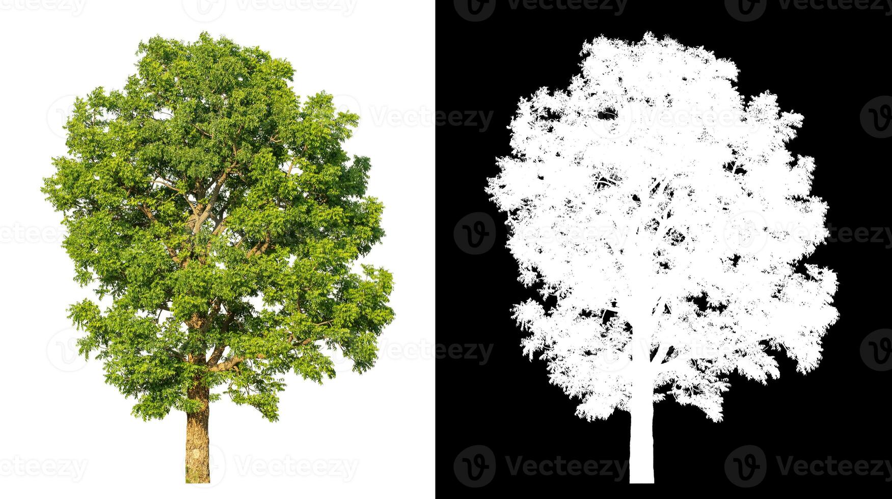 Isolated single tree with clipping path and alpha channel on black background. photo