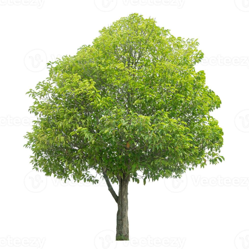 Green tree isolated on white background. photo