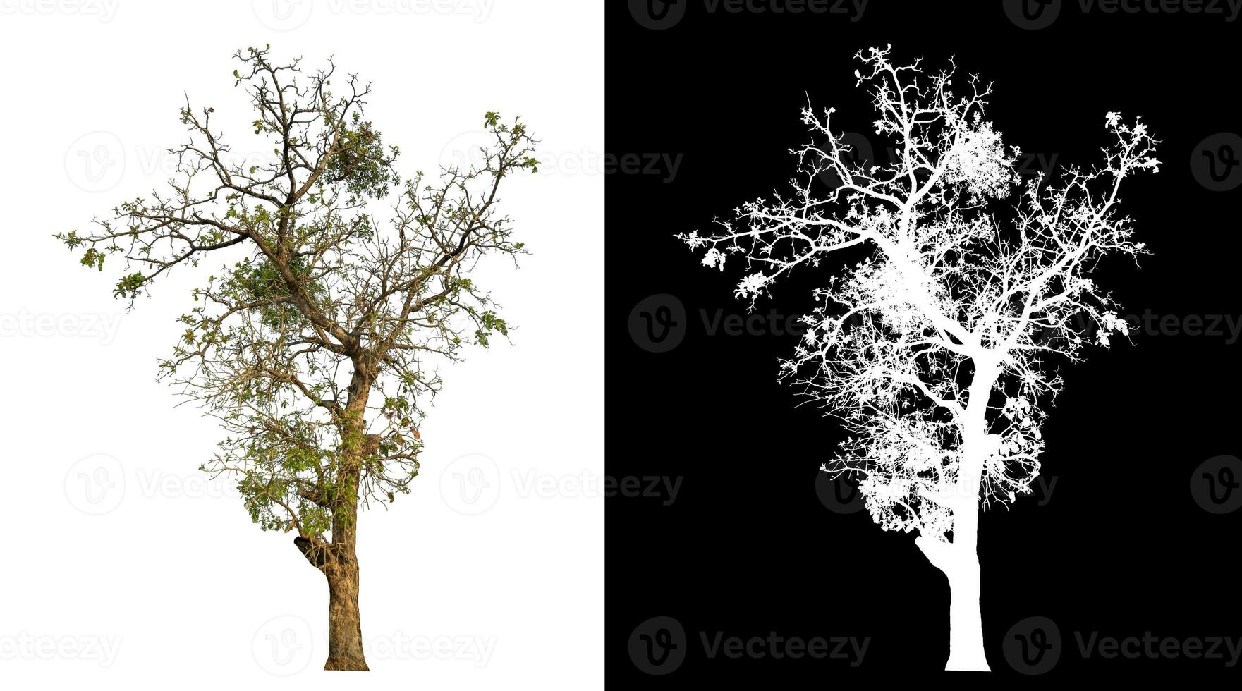 Isolated single tree with clipping path and alpha channel on black background. photo