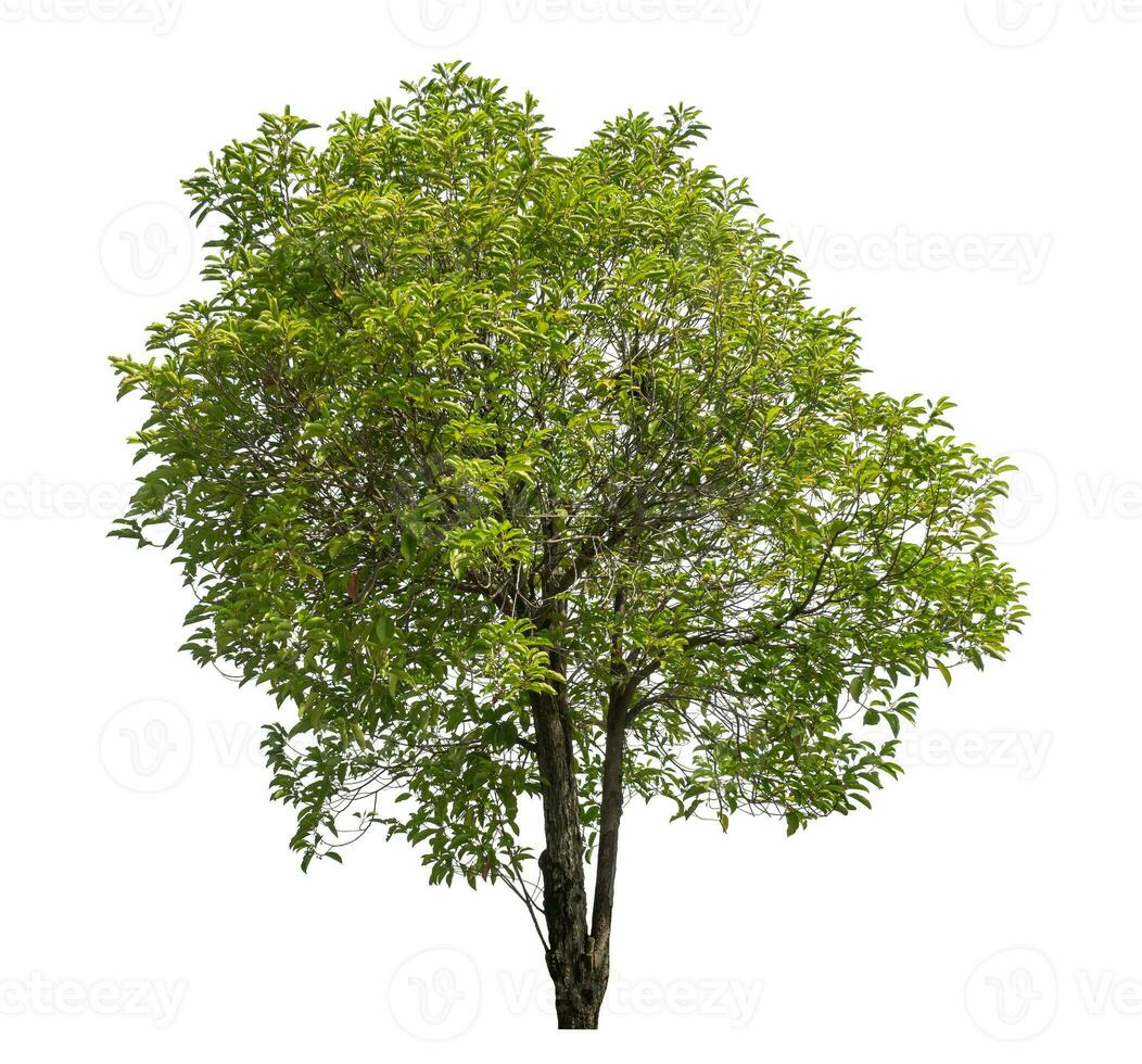 Green tree isolated on white background. photo