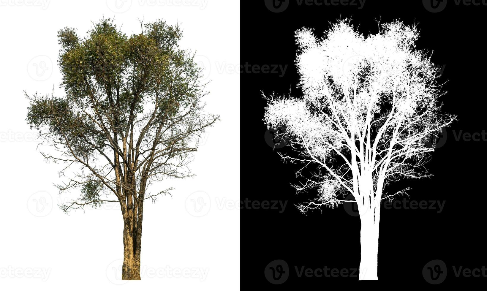Single tree with clipping path and alpha channel on black background. photo