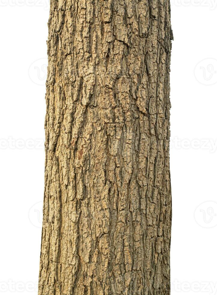 Trunk of a tree Isolated On White Background. photo